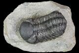 Detailed Austerops Trilobite - Ofaten, Morocco #90024-1